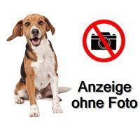 Suche erwachsene Beaglehündin