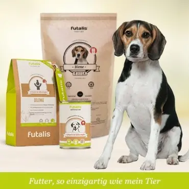 Welches Futter für Beagle?