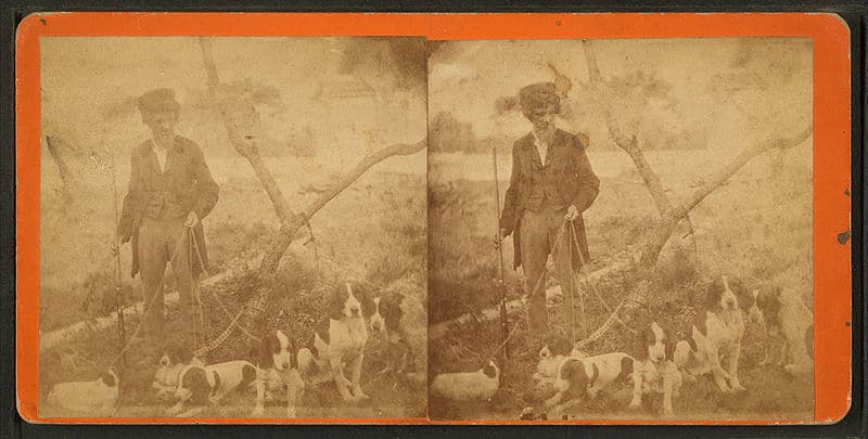 Stereoaufnahme Ende 1900: Man with six beagles and a rifle in his hand. 1865-1920