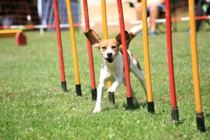 Beagle Agility