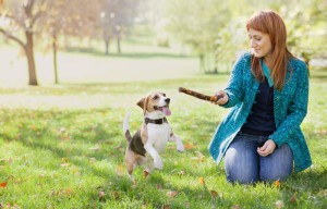 Wie bringe ich meinem Beagle das Apportieren bei?