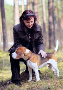 Beagle Deckrüde