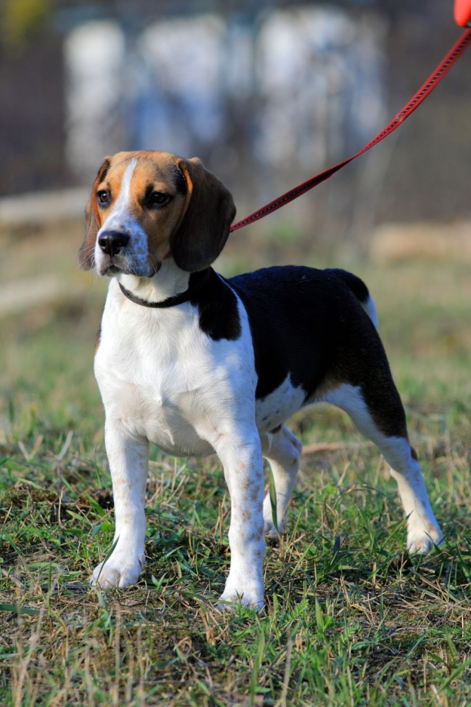 Beagle Deckrüde