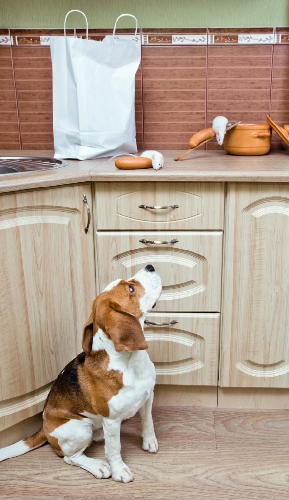 Beagle Ernährung und Futter