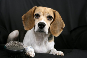 Beagle Fell Pflege