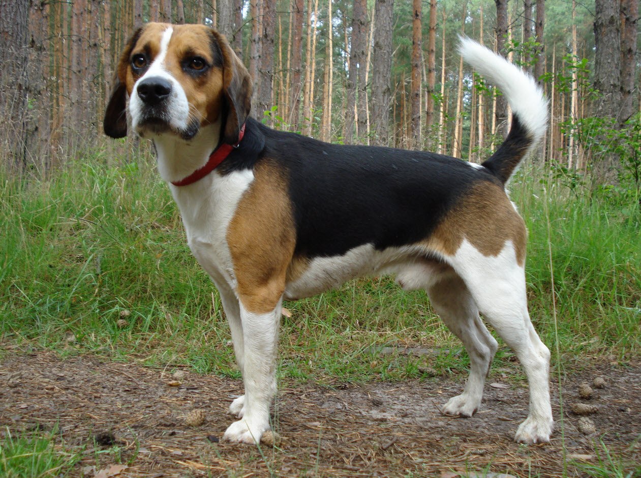 Beagle Mix Beagle Mischling