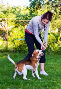 Hunderasse Beagle
