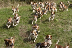 Beagle Jagd