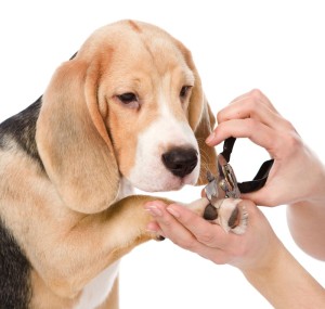 Beagle Krallenschneiden mit der Krallenschere