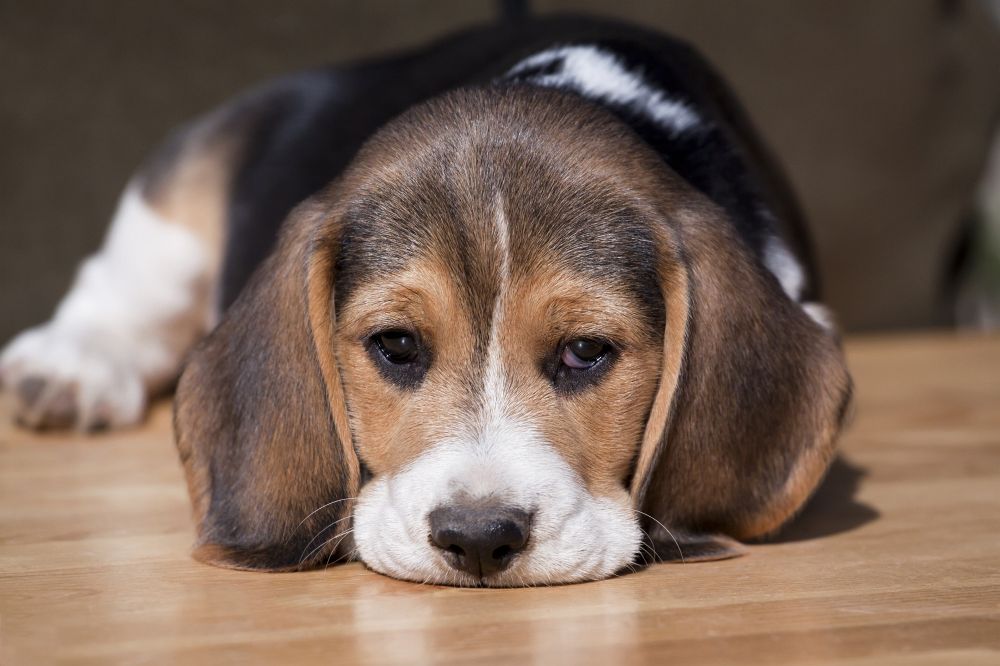 Beagle Krankheiten - Lustlosigkeit Abgeschlagenheit