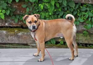 Puggle - Beagle Mops Mischling