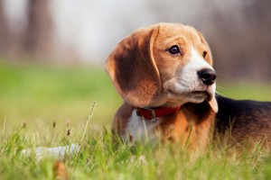 Pflege der Beagle Ohren