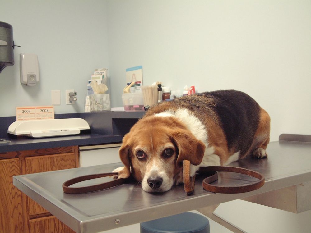 Beagle Tierarzt