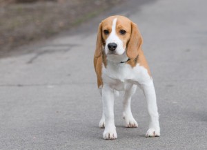 Beagle Vermittlung