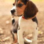 Gesunden Beagle Welpen vom Beagle Züchter