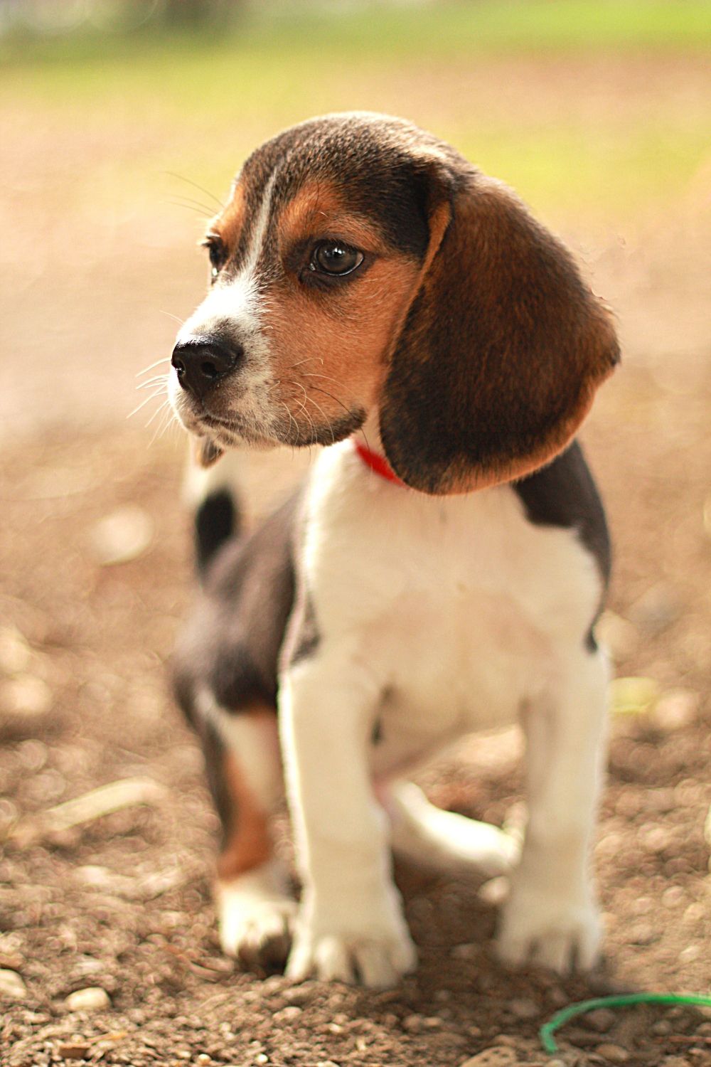 beagle züchter sachsen puppies