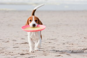 Beagle am Hundestrand