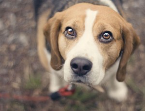 Beagle aus Tierheim
