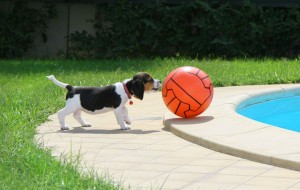 Flugreisen mit Beagle