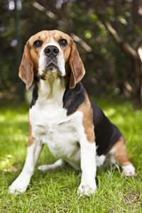 Beagle in Not
