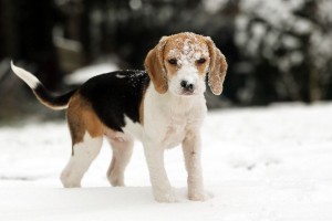 Beagle vom Züchter kaufen