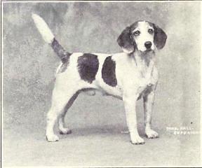 Foto eines Beagle um 1915