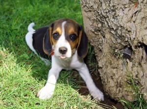 Den Garten für den Beagle welpensicher machen