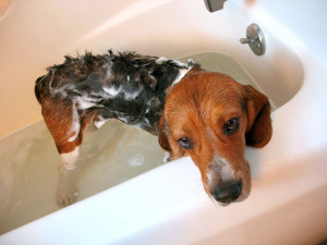Einen Beagle baden