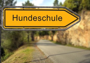 Hundeschule für den Beagle