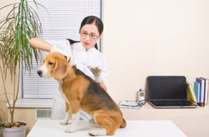 Der Beagle wird geimpft.