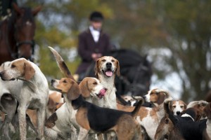 Jagd mit Beagle