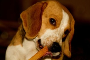 Kauknochen für gesunde Beagle Zähne