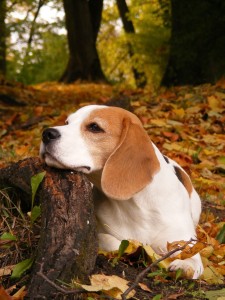 Ohrenentzündung Beagle