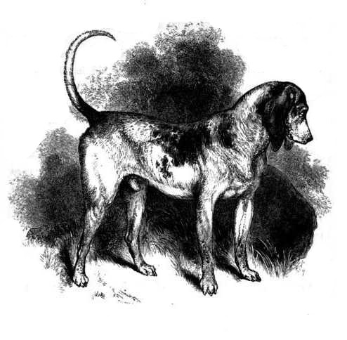 Southern Hound: ein Vorfahre des Beagle.
