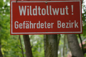 Tollwut beim Beagle