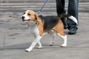 Habe ich Zeit für einen Beagle?