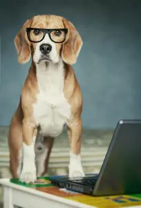 Sie können uns hier eine Nachricht schreiben, wenn Sie ein Frage zur Webseite haben. - Beaglefragen werden Ihnen im Forum beantwortet!
