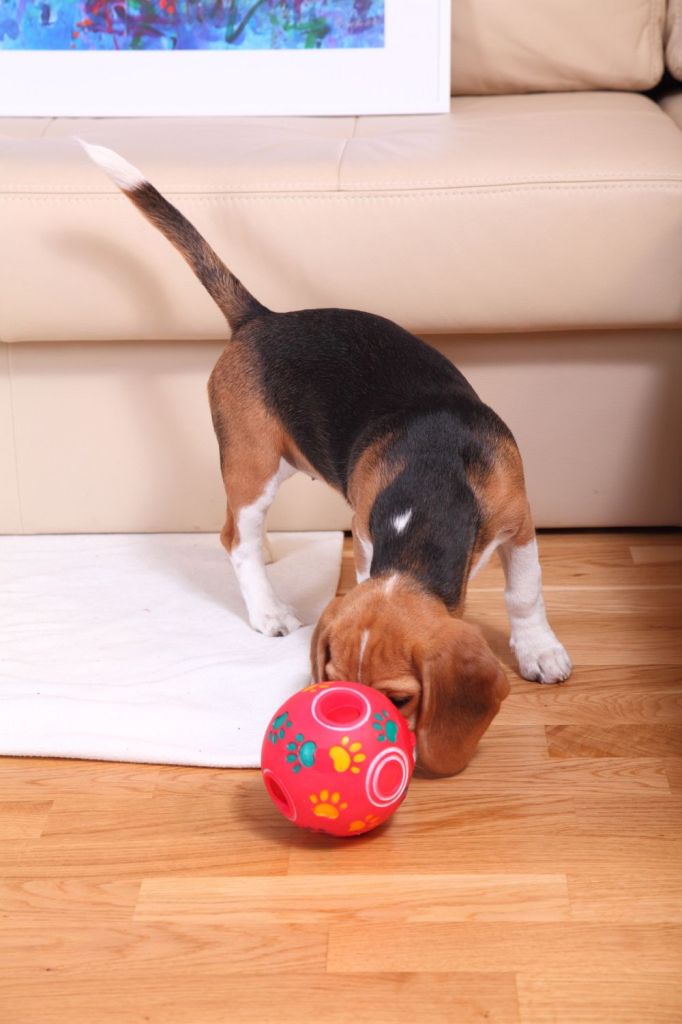 Beagle in der Wohnung beschäftigen