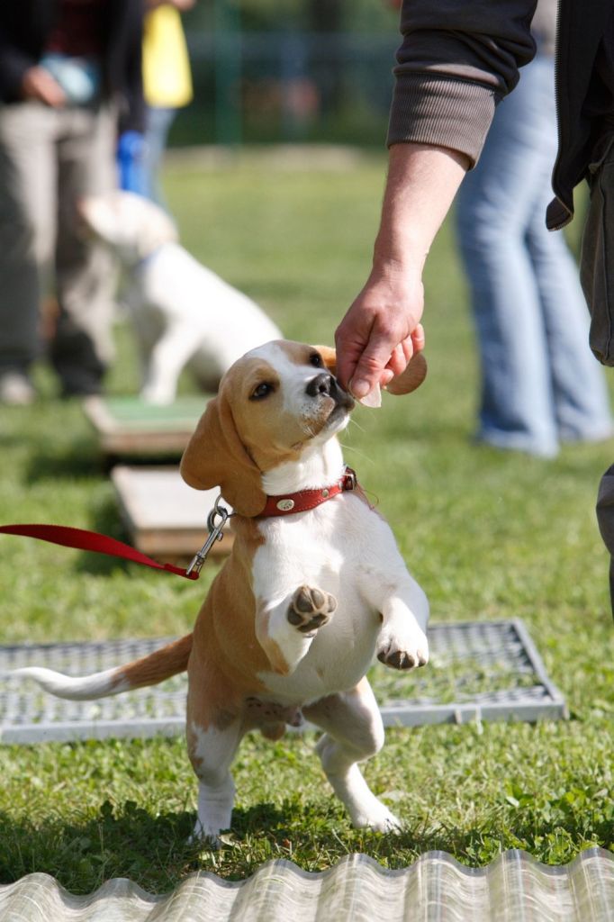 Belohnung Beagle Beschäftigung