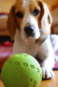 Wie kann ich meinen Beagle beschäftigen?
