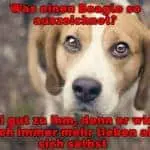 Ein trauriger Beagle Blick auf Sie