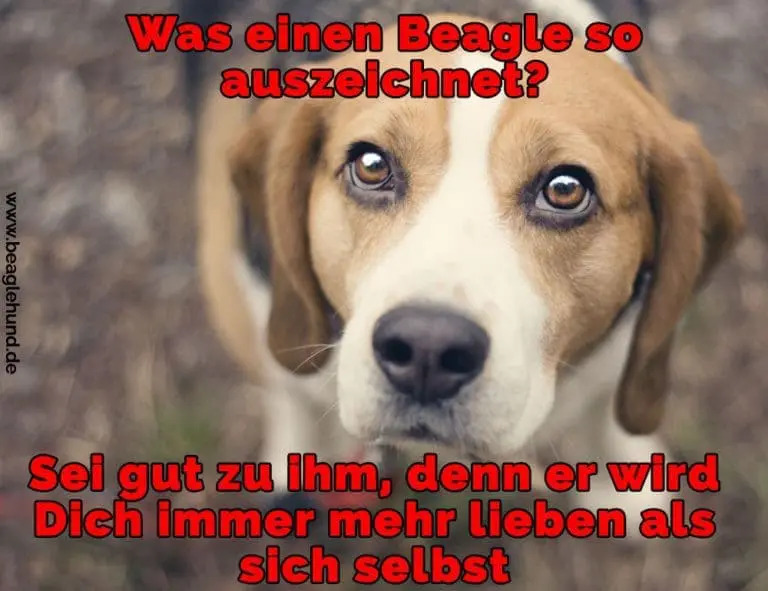Beagle Zitate und Sprüche BeagleHund.de