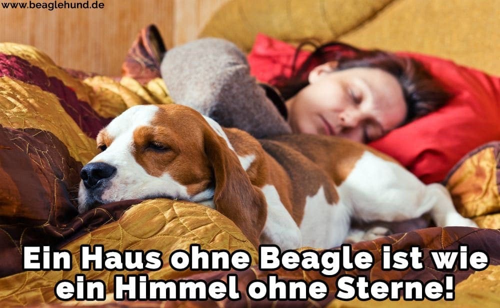 beagle-zitate-sprueche-05-1.jpg