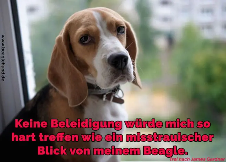 Beagle Zitate und Sprüche BeagleHund.de