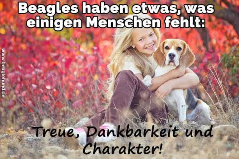 Beagle Zitate und Sprüche BeagleHund.de