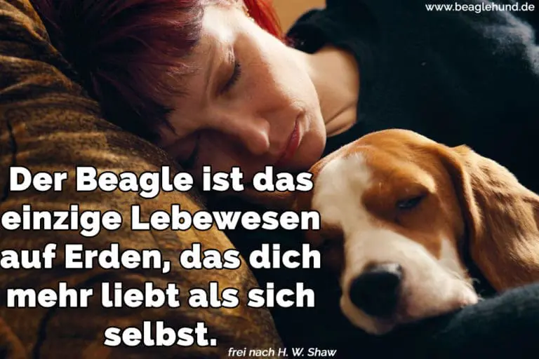 Beagle Zitate und Sprüche BeagleHund.de