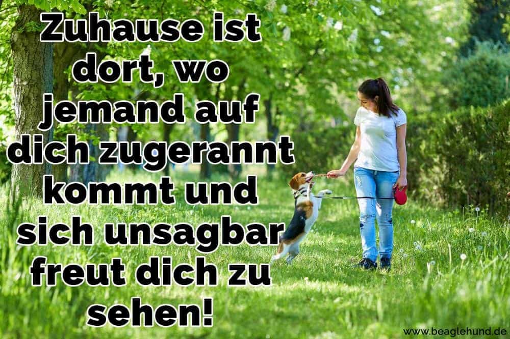 Beagle Zitate Und Sprüche