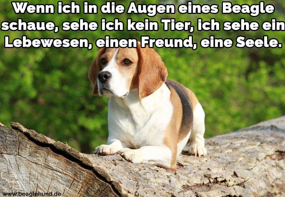 Beagle Zitate Und Sprüche