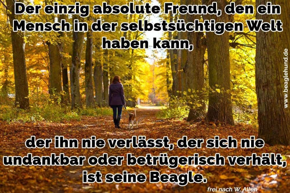 Beagle Zitate Und Sprüche