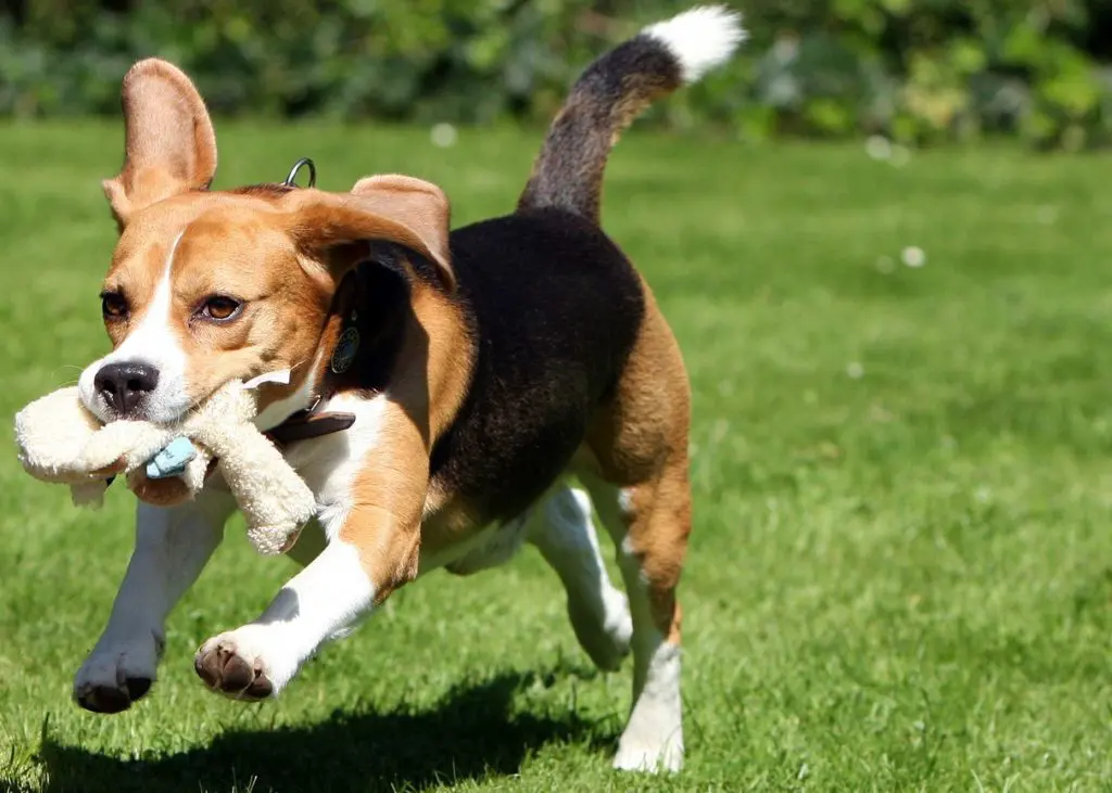 Hunderasse Beagle